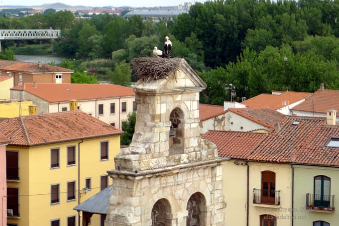 campanario-zamora