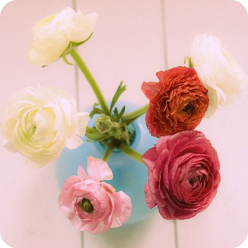 Give me all the flowers. That's Ranunculus