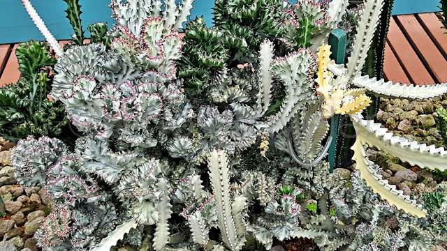 Albino Cactus at Changi Airport Terminal 1 Cactus Garden