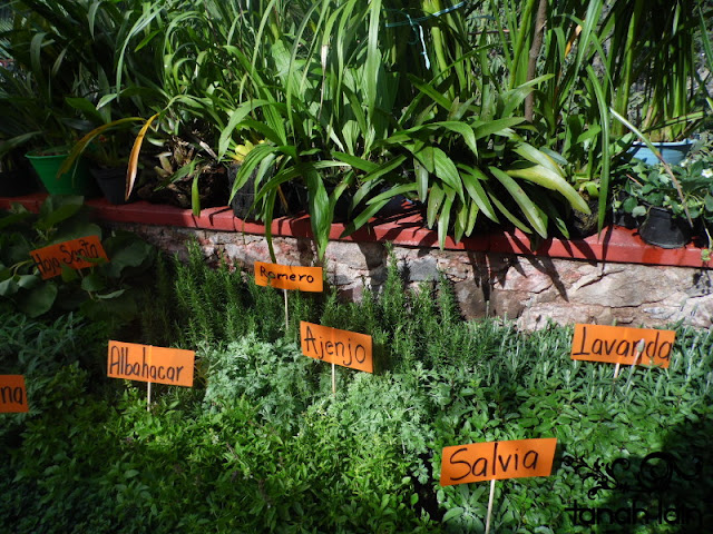 Mis plantas de sol y sombra