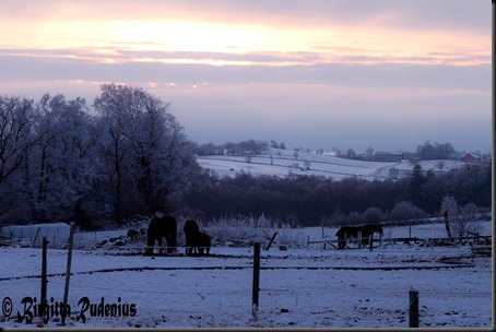 sky_20120125_horses