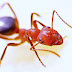 10 interesting facts about ants