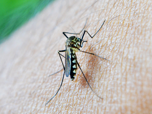 co odstrasza komary