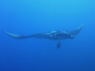 Similan manta rays