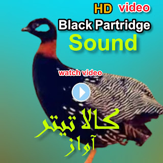 Video black francolin bird