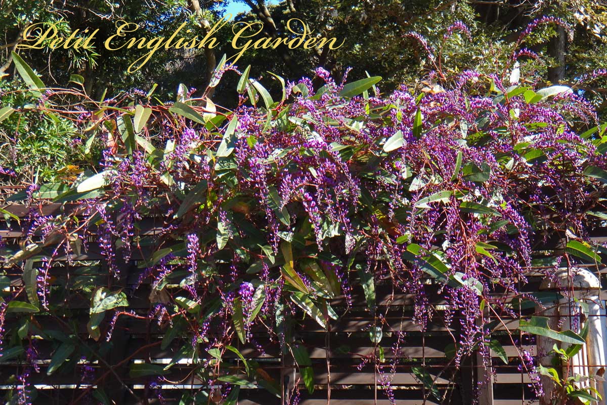 Petit English Garden Of Marple Poirot Purple Flowers Of Hadenbergia ハーデンベルギアの紫の花