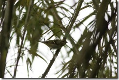 Yellow-browed Warbler