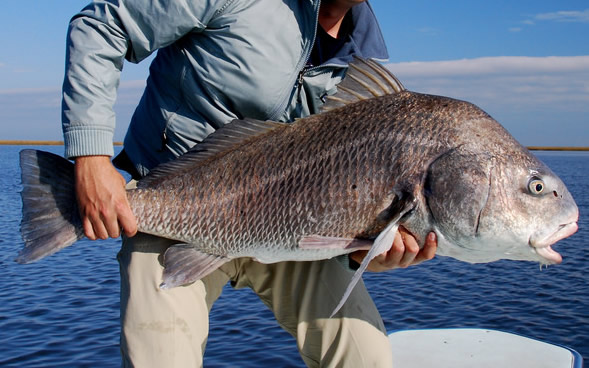 Black Drum (Pogonias cromis)