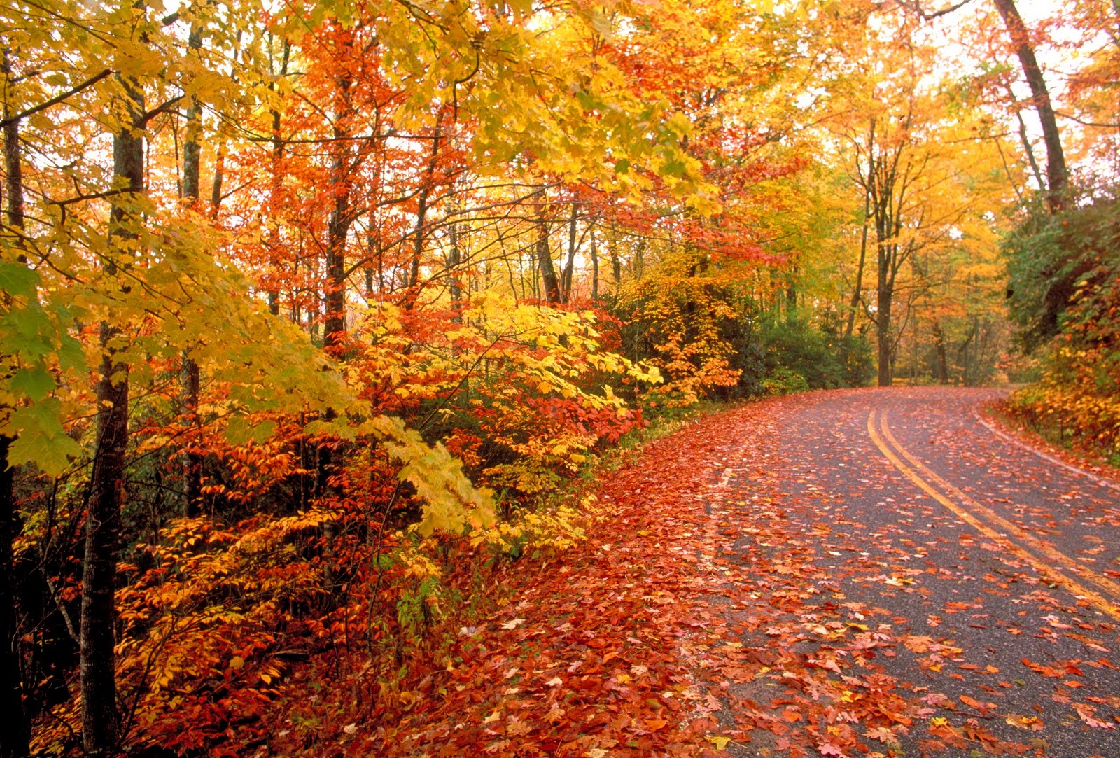 fall road