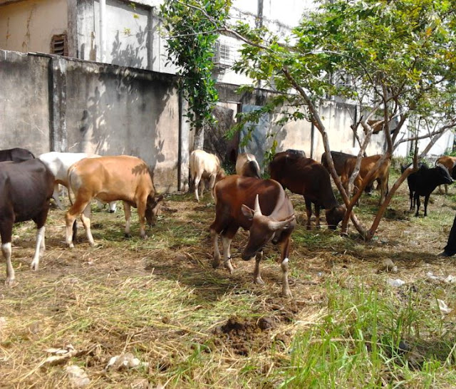 Hewan Qurban yang disurvey Wahdah Islamiyah Mamuju