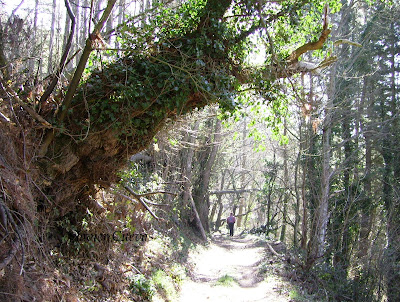 Luces y sombras en el bosque. Allande. Grupo Ultramar Acuarelistas