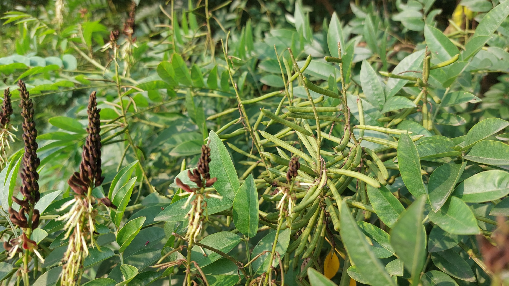 Mengenal Indigofera Atau TOM, Pakan Ternak Yang Serba Bisa