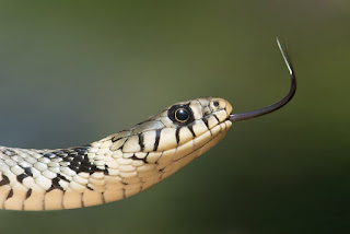 Can snake see