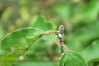 コクロヒメテントウの幼虫がオカボノアカアブラムシを捕食する様子