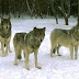 Observando os lobos