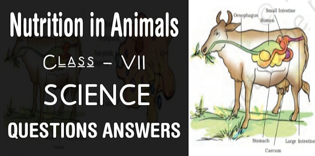 Nutrition in Animals class 7 Science NCERT Solutions
