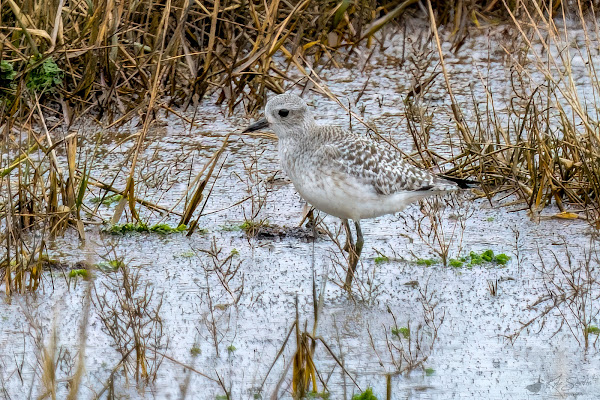 Grey plover