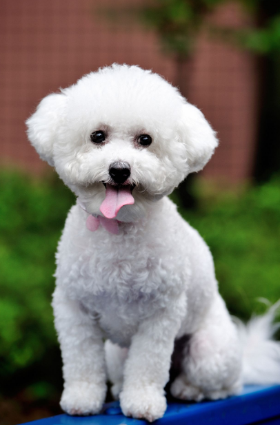 20 Adorable Hypoallergenic Dogs That Don't Shed - Pets Lovers