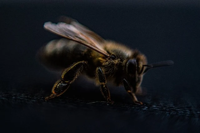 El secreto de la navegación de las abejas