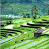 Pemandangan Indah Sawah Berteras di Pulau Bali