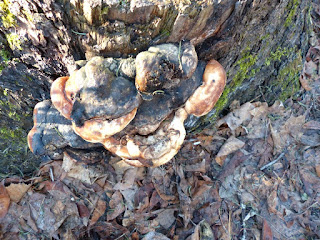 Fomitopsis pinicola - Polypore pinicole - Polypore marginé