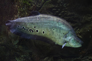 gambar ikan belida Notopteridae