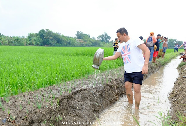 wisata menanam bawang di brebes