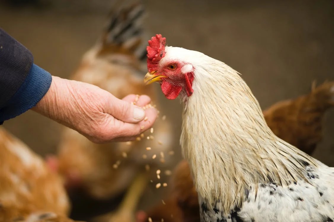 A man handfeeding a chicken