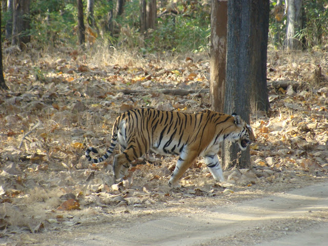 Tiger Safari in Pench Tiger Reserve