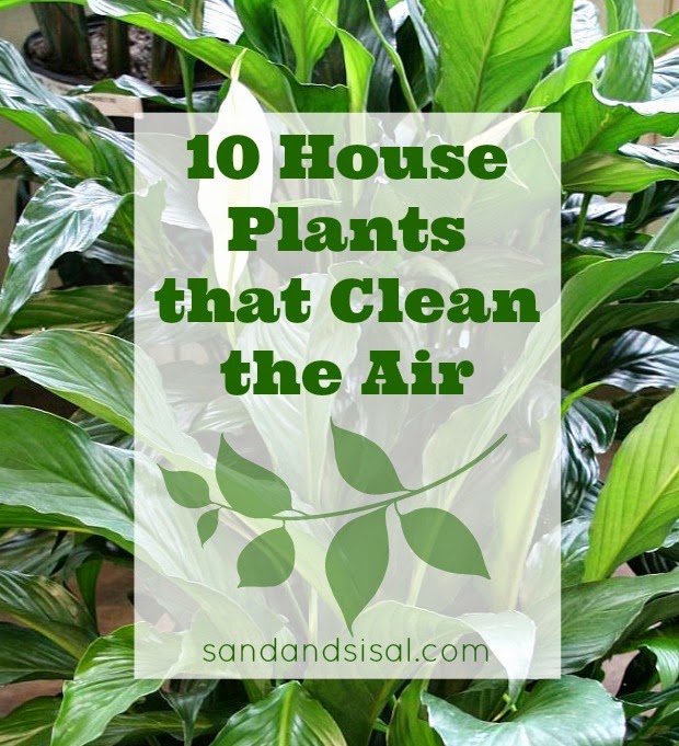 10 Houseplants that Clean  the Air  Do it yourself ideas 