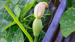 immature squash with flower