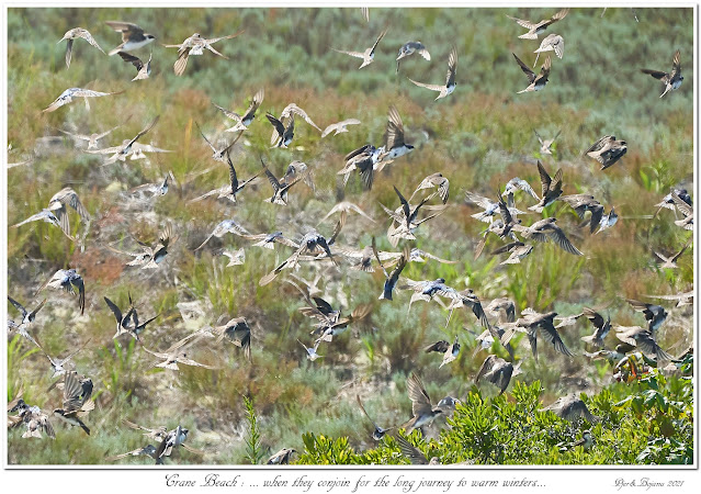 Crane Beach: ... when they conjoin for the long journey to warm winters...