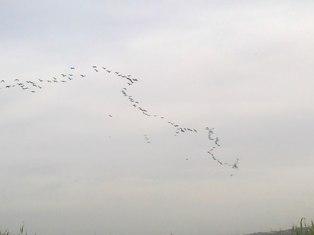 Mangla lake