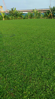 Pembekal rumput cow grass