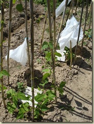 borlottis climbing_1_1