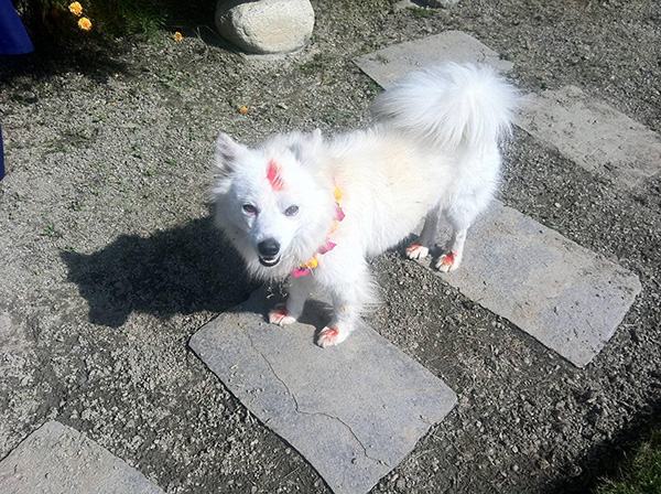 Annual Nepali Festival Thanks Dogs For Being The Best Friends Of Mankind