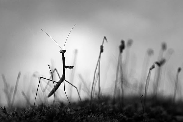 Beautiful Black And White Nature Photography