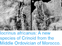 http://sciencythoughts.blogspot.co.uk/2015/12/iocrinus-africanus-new-species-of.html