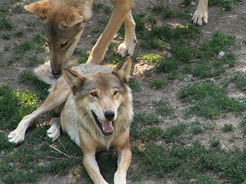 Canis_lupus_Parc_des_Loups_001
