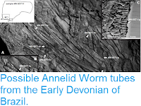 http://sciencythoughts.blogspot.co.uk/2016/01/possible-annelid-worm-tubes-from-early.html