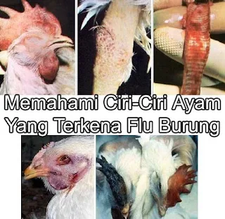 ciri-ciri ayam yang terkena flu burung