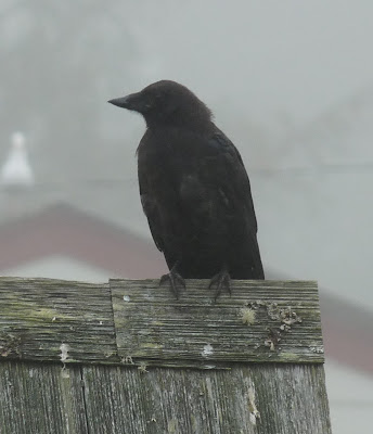 crow Depoe Bay