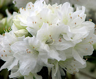 Azalea