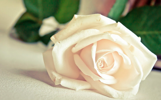 Beautiful White Rose Flower Wallpaper