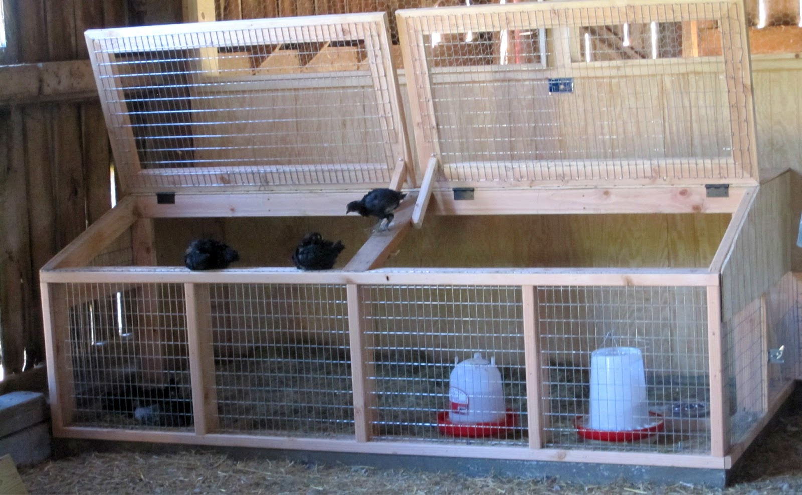 Dicki Bird Farm is home to three coops. "The largest is for the grown ...
