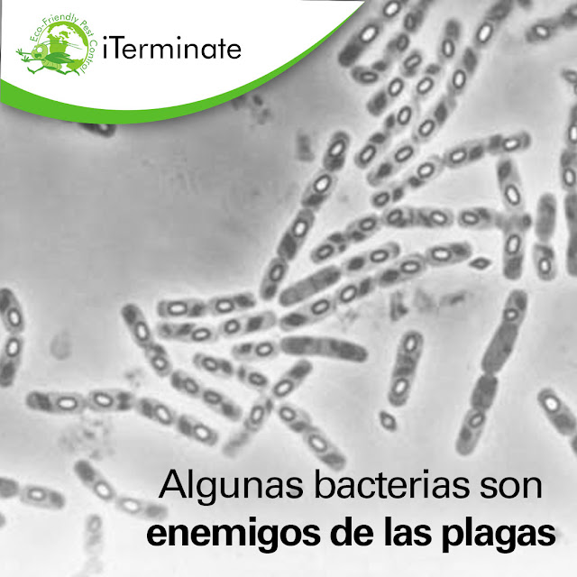 Usa bacterias entomopatógenas como control biológico