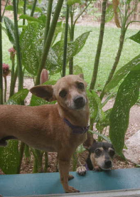 Chihuahuas, La Ceiba, Honduras