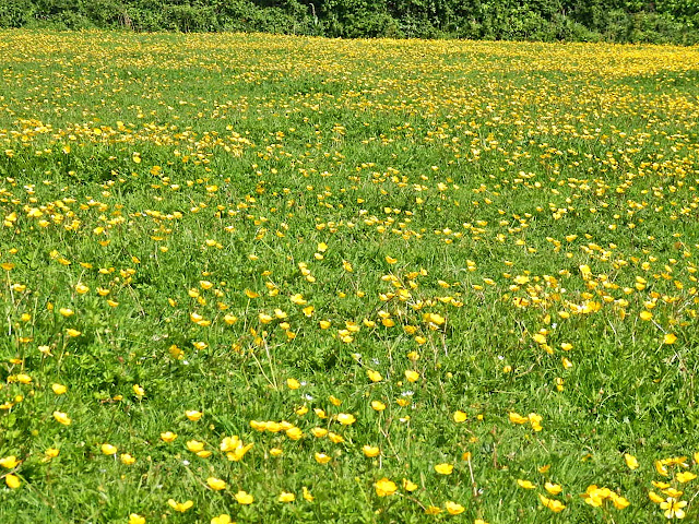 Yellow field, Cornwall