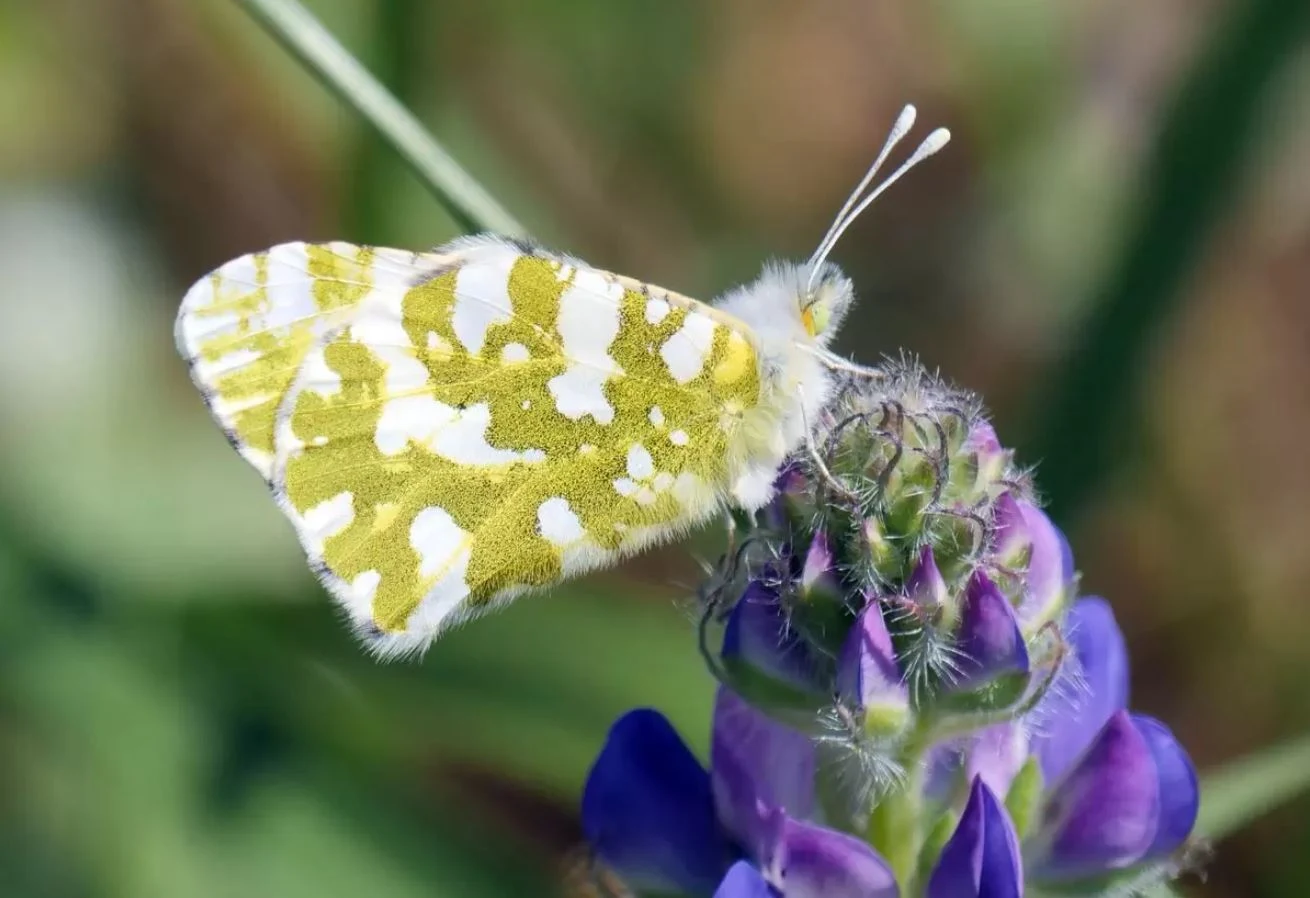 Ada Mermer Kelebeği (Euchloe ausonides insulana). Şimdi gezegende var olan 20 binden fazla örneğin bir parçası olan 10 nadir kelebek türünden bahsedeceğiz.