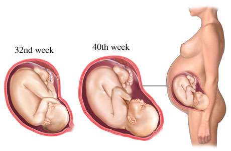 Periode Masa Kehamilan Hamil Trimester II  Cara Membuat 